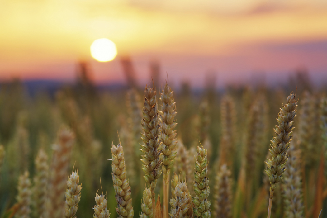 The fields are white with harvest